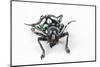 Head on View on Long Horned Beetle Acronia Alboplagiata-Darrell Gulin-Mounted Photographic Print