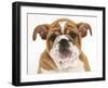 Head Portrait of a Bulldog Puppy, 11 Weeks-Mark Taylor-Framed Photographic Print