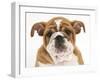 Head Portrait of a Bulldog Puppy, 11 Weeks-Mark Taylor-Framed Photographic Print