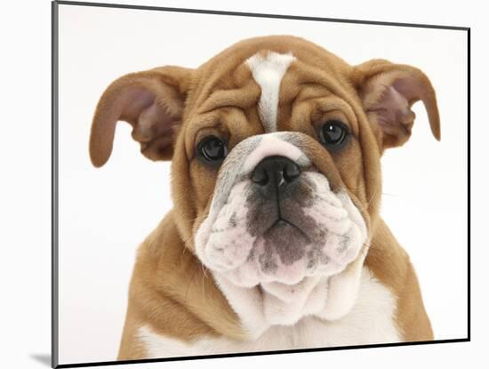 Head Portrait of a Bulldog Puppy, 11 Weeks-Mark Taylor-Mounted Photographic Print