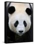 Head Portrait of a Giant Panda Bifengxia Giant Panda Breeding and Conservation Center, China-Eric Baccega-Framed Stretched Canvas