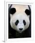 Head Portrait of a Giant Panda Bifengxia Giant Panda Breeding and Conservation Center, China-Eric Baccega-Framed Premium Photographic Print