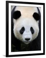 Head Portrait of a Giant Panda Bifengxia Giant Panda Breeding and Conservation Center, China-Eric Baccega-Framed Premium Photographic Print