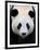 Head Portrait of a Giant Panda Bifengxia Giant Panda Breeding and Conservation Center, China-Eric Baccega-Framed Premium Photographic Print