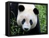 Head Portrait of a Giant Panda Bifengxia Giant Panda Breeding and Conservation Center, China-Eric Baccega-Framed Stretched Canvas