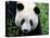 Head Portrait of a Giant Panda Bifengxia Giant Panda Breeding and Conservation Center, China-Eric Baccega-Stretched Canvas