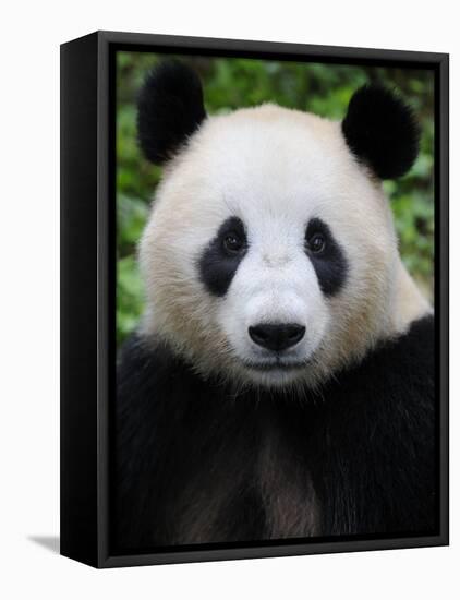 Head Portrait of a Giant Panda Bifengxia Giant Panda Breeding and Conservation Center, China-Eric Baccega-Framed Stretched Canvas