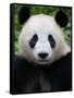 Head Portrait of a Giant Panda Bifengxia Giant Panda Breeding and Conservation Center, China-Eric Baccega-Framed Stretched Canvas