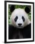 Head Portrait of a Giant Panda Bifengxia Giant Panda Breeding and Conservation Center, China-Eric Baccega-Framed Premium Photographic Print