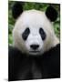 Head Portrait of a Giant Panda Bifengxia Giant Panda Breeding and Conservation Center, China-Eric Baccega-Mounted Premium Photographic Print