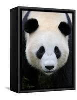 Head Portrait of a Giant Panda Bifengxia Giant Panda Breeding and Conservation Center, China-Eric Baccega-Framed Stretched Canvas
