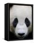 Head Portrait of a Giant Panda Bifengxia Giant Panda Breeding and Conservation Center, China-Eric Baccega-Framed Stretched Canvas