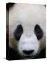 Head Portrait of a Giant Panda Bifengxia Giant Panda Breeding and Conservation Center, China-Eric Baccega-Stretched Canvas