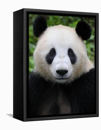 Head Portrait of a Giant Panda Bifengxia Giant Panda Breeding and Conservation Center, China-Eric Baccega-Framed Stretched Canvas