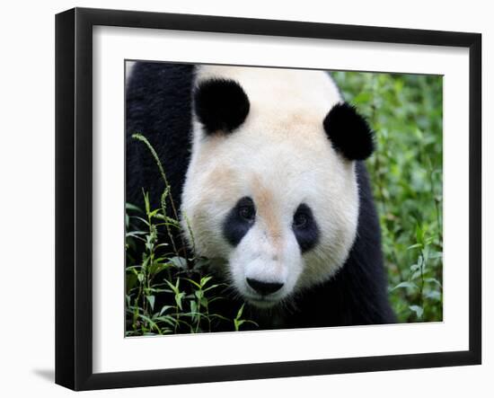 Head Portrait of a Giant Panda Bifengxia Giant Panda Breeding and Conservation Center, China-Eric Baccega-Framed Photographic Print