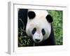 Head Portrait of a Giant Panda Bifengxia Giant Panda Breeding and Conservation Center, China-Eric Baccega-Framed Photographic Print