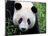 Head Portrait of a Giant Panda Bifengxia Giant Panda Breeding and Conservation Center, China-Eric Baccega-Mounted Photographic Print