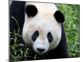 Head Portrait of a Giant Panda Bifengxia Giant Panda Breeding and Conservation Center, China-Eric Baccega-Mounted Photographic Print