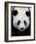 Head Portrait of a Giant Panda Bifengxia Giant Panda Breeding and Conservation Center, China-Eric Baccega-Framed Photographic Print