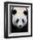 Head Portrait of a Giant Panda Bifengxia Giant Panda Breeding and Conservation Center, China-Eric Baccega-Framed Photographic Print