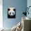 Head Portrait of a Giant Panda Bifengxia Giant Panda Breeding and Conservation Center, China-Eric Baccega-Photographic Print displayed on a wall