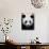 Head Portrait of a Giant Panda Bifengxia Giant Panda Breeding and Conservation Center, China-Eric Baccega-Photographic Print displayed on a wall