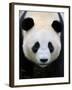 Head Portrait of a Giant Panda Bifengxia Giant Panda Breeding and Conservation Center, China-Eric Baccega-Framed Photographic Print