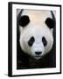 Head Portrait of a Giant Panda Bifengxia Giant Panda Breeding and Conservation Center, China-Eric Baccega-Framed Photographic Print