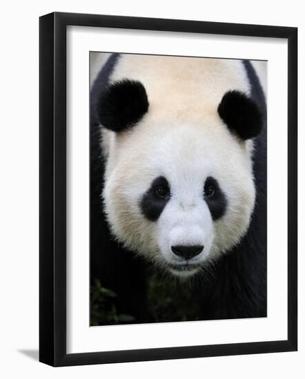 Head Portrait of a Giant Panda Bifengxia Giant Panda Breeding and Conservation Center, China-Eric Baccega-Framed Photographic Print