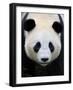 Head Portrait of a Giant Panda Bifengxia Giant Panda Breeding and Conservation Center, China-Eric Baccega-Framed Photographic Print