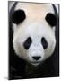 Head Portrait of a Giant Panda Bifengxia Giant Panda Breeding and Conservation Center, China-Eric Baccega-Mounted Photographic Print