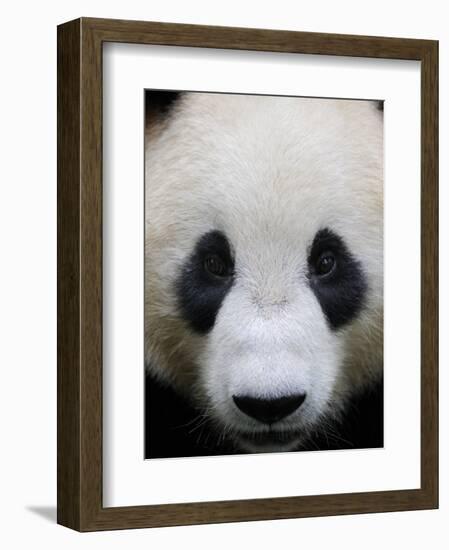 Head Portrait of a Giant Panda Bifengxia Giant Panda Breeding and Conservation Center, China-Eric Baccega-Framed Photographic Print