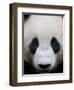 Head Portrait of a Giant Panda Bifengxia Giant Panda Breeding and Conservation Center, China-Eric Baccega-Framed Photographic Print