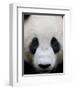 Head Portrait of a Giant Panda Bifengxia Giant Panda Breeding and Conservation Center, China-Eric Baccega-Framed Photographic Print