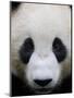 Head Portrait of a Giant Panda Bifengxia Giant Panda Breeding and Conservation Center, China-Eric Baccega-Mounted Photographic Print