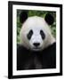 Head Portrait of a Giant Panda Bifengxia Giant Panda Breeding and Conservation Center, China-Eric Baccega-Framed Photographic Print