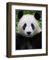 Head Portrait of a Giant Panda Bifengxia Giant Panda Breeding and Conservation Center, China-Eric Baccega-Framed Photographic Print