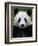 Head Portrait of a Giant Panda Bifengxia Giant Panda Breeding and Conservation Center, China-Eric Baccega-Framed Photographic Print