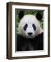 Head Portrait of a Giant Panda Bifengxia Giant Panda Breeding and Conservation Center, China-Eric Baccega-Framed Photographic Print