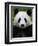 Head Portrait of a Giant Panda Bifengxia Giant Panda Breeding and Conservation Center, China-Eric Baccega-Framed Photographic Print