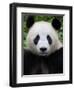 Head Portrait of a Giant Panda Bifengxia Giant Panda Breeding and Conservation Center, China-Eric Baccega-Framed Photographic Print