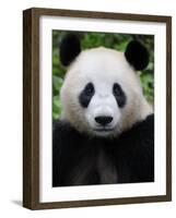 Head Portrait of a Giant Panda Bifengxia Giant Panda Breeding and Conservation Center, China-Eric Baccega-Framed Photographic Print