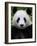 Head Portrait of a Giant Panda Bifengxia Giant Panda Breeding and Conservation Center, China-Eric Baccega-Framed Photographic Print