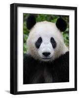 Head Portrait of a Giant Panda Bifengxia Giant Panda Breeding and Conservation Center, China-Eric Baccega-Framed Photographic Print