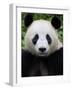 Head Portrait of a Giant Panda Bifengxia Giant Panda Breeding and Conservation Center, China-Eric Baccega-Framed Photographic Print