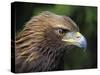 Head Portrait of Golden Eagle, France-Eric Baccega-Stretched Canvas