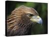 Head Portrait of Golden Eagle, France-Eric Baccega-Stretched Canvas