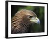 Head Portrait of Golden Eagle, France-Eric Baccega-Framed Photographic Print