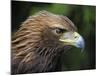 Head Portrait of Golden Eagle, France-Eric Baccega-Mounted Photographic Print