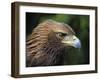 Head Portrait of Golden Eagle, France-Eric Baccega-Framed Photographic Print